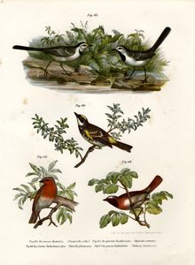 白いセキレイ、1864 作： German School